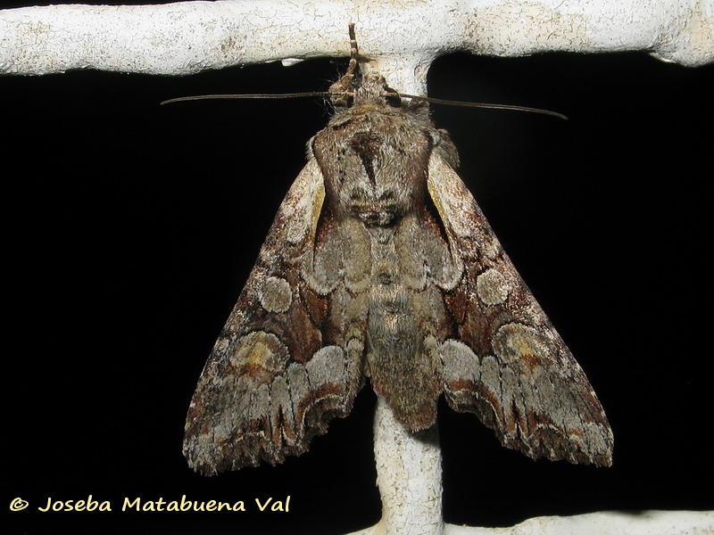 Noctuidae della fine settimana scorsa